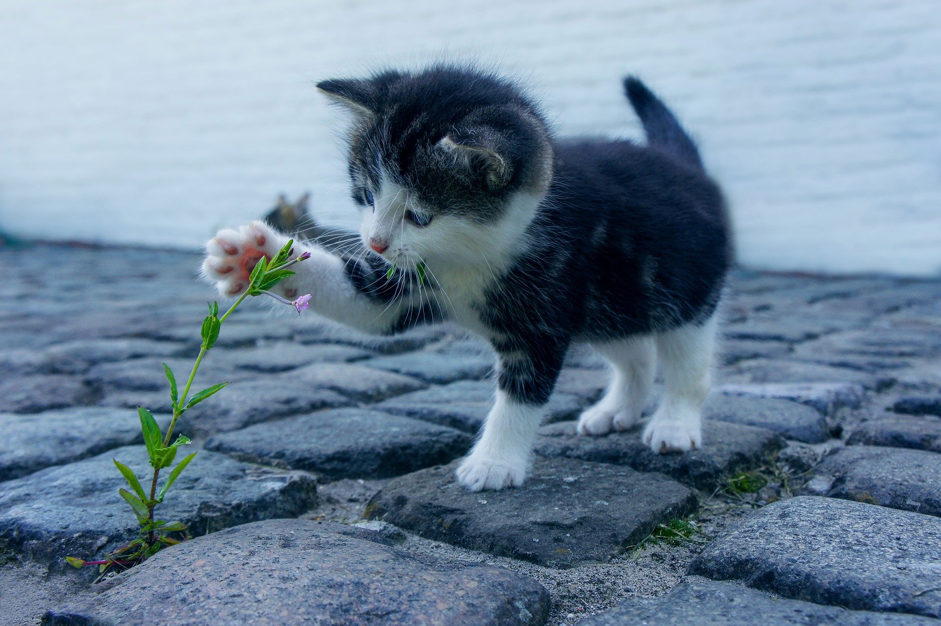 Маленькие котики. Милые кошки. Милая кошка. Милый кот.