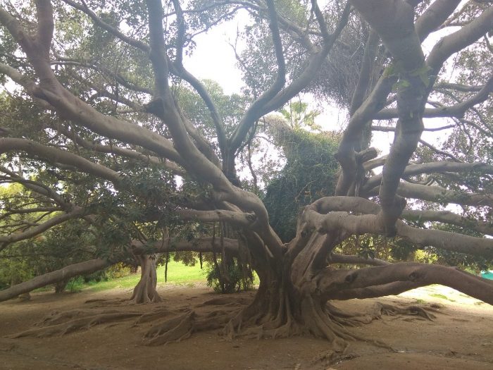 Самое старое дерево Туниса