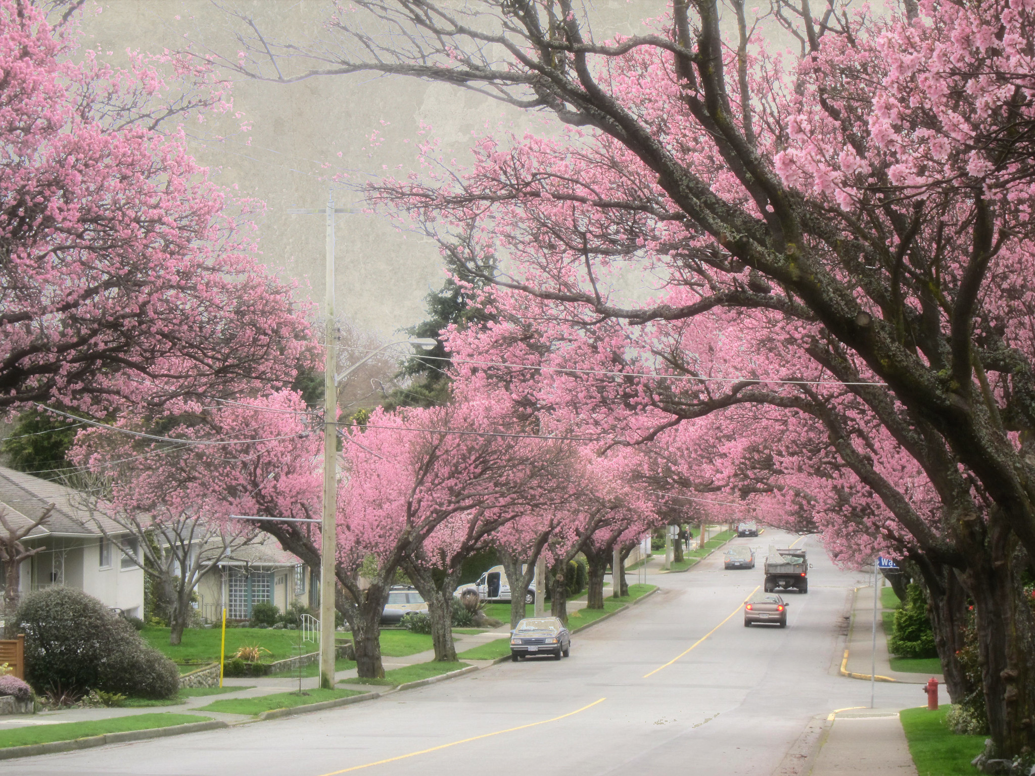 Subaru Sakura